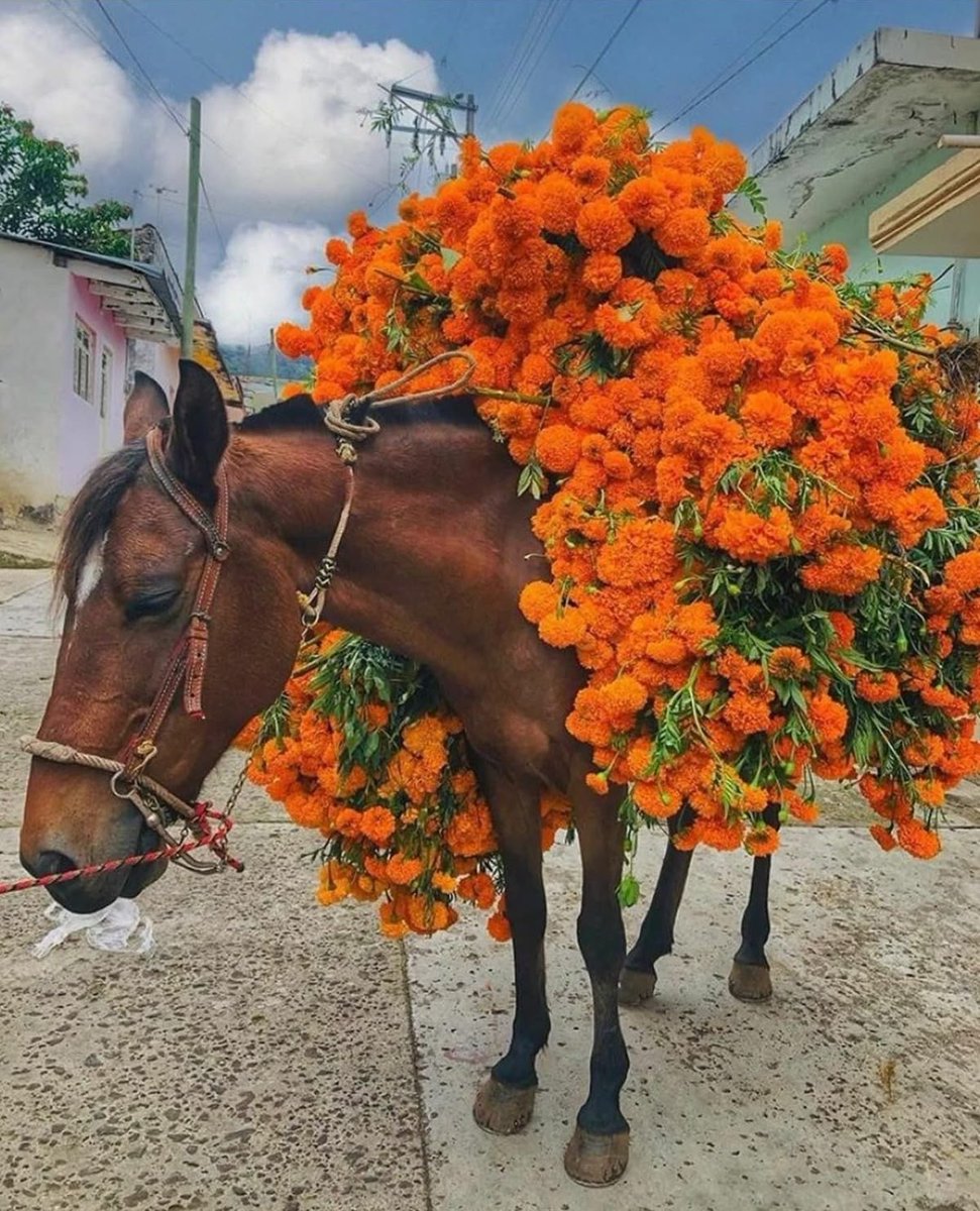 horse carrying beautiful orange flowers on its back gorgeous florist horse perhaps