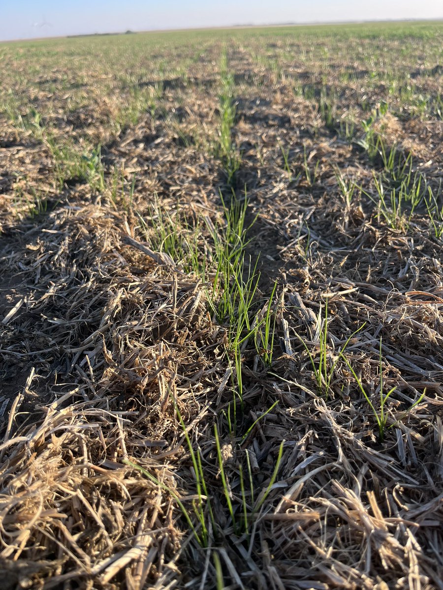 David McGregor tweet media