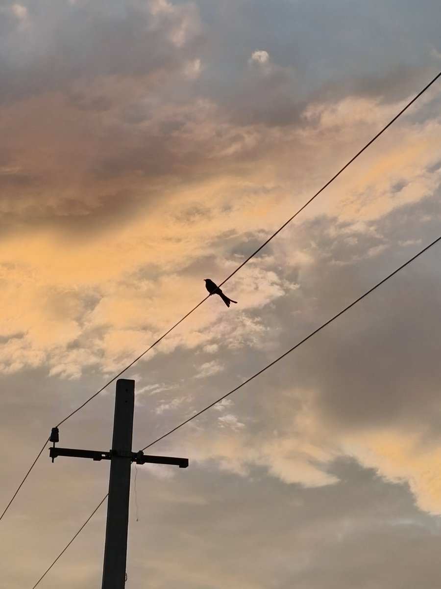 stkchs's tweet photo. 100mm.
@cmfbynothing Phone 2 Pro.

#withCMFPhone2Pro #CMFbyNothing
#CMFPhone2Pro #NothingCommunity https://t.co/tzh7VsuvvN