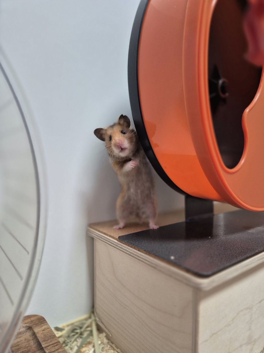 맨날 쳇바퀴 뒤를 타고 도망칠 생각을 해