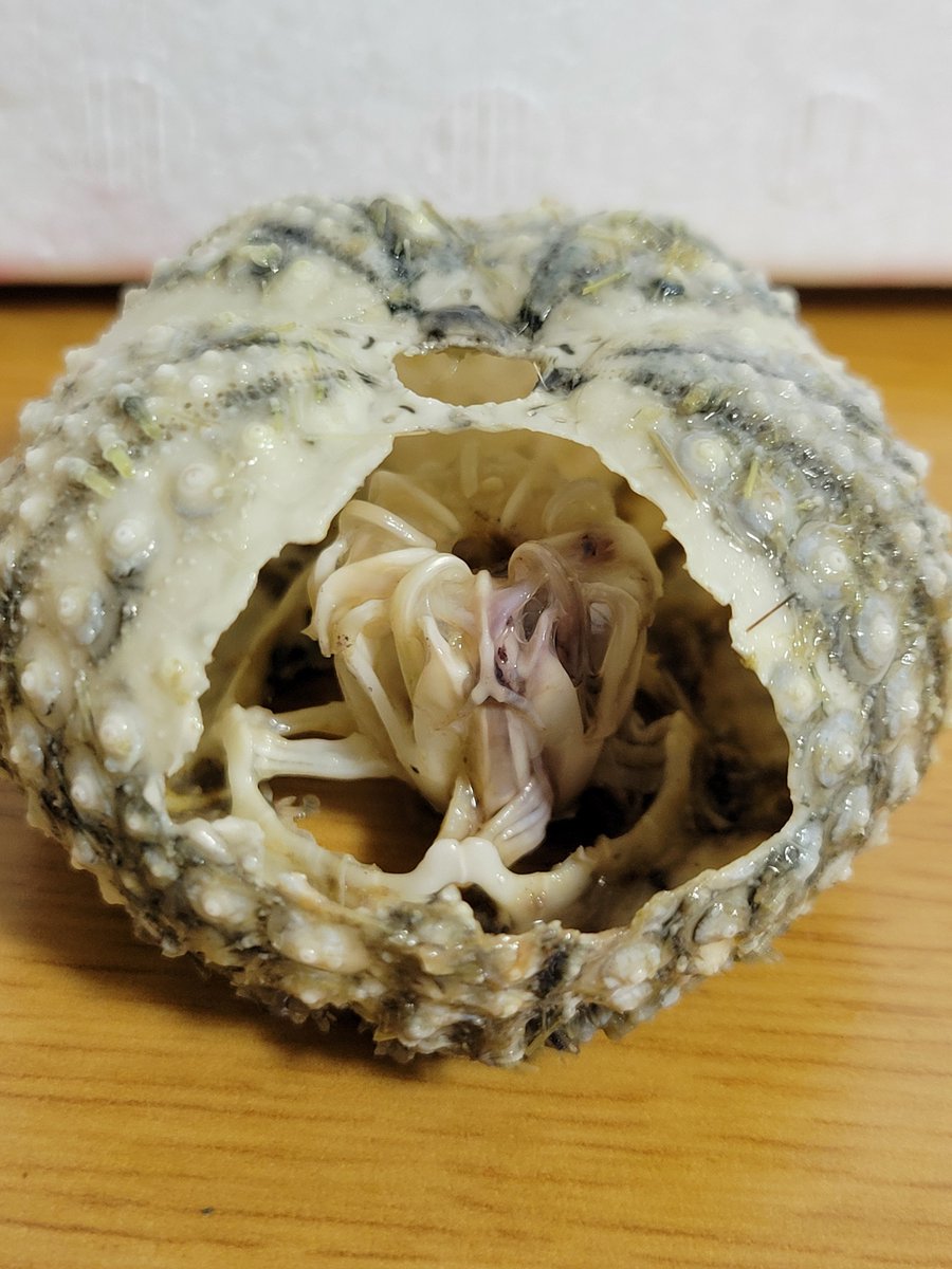 貴重！タンタルスモンキー 頭骨 貴重！タンタルスモンキー 頭骨