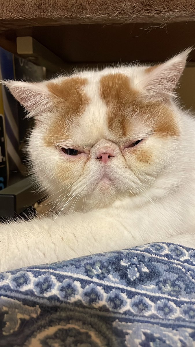 こんぶちゃん、お目目しぶいね。
おやすみなさい。