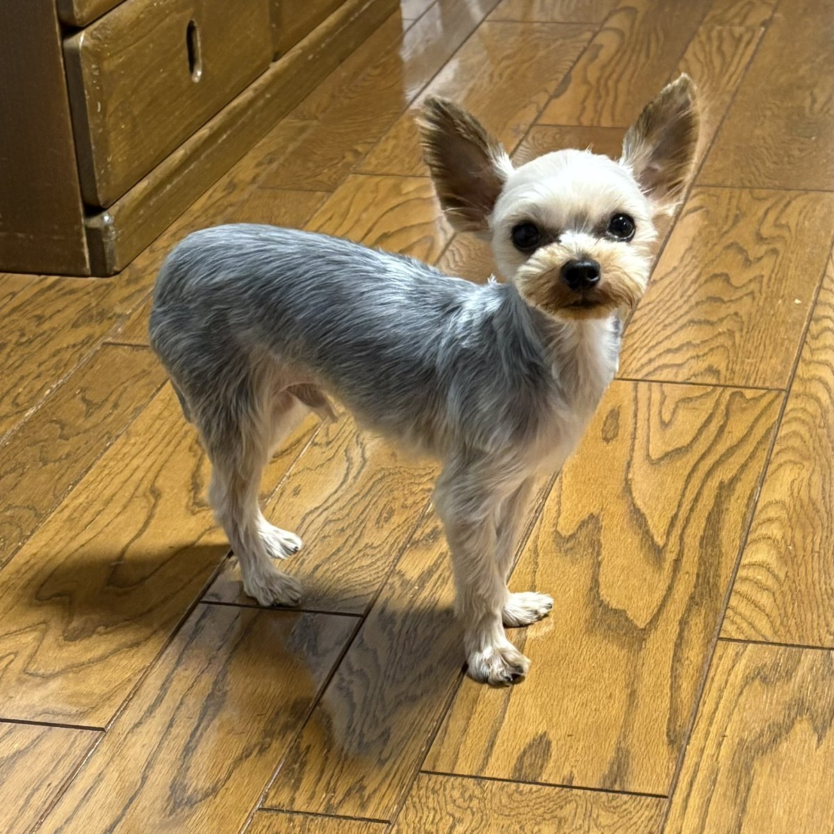 トリミング行ってきた！！すっきり！