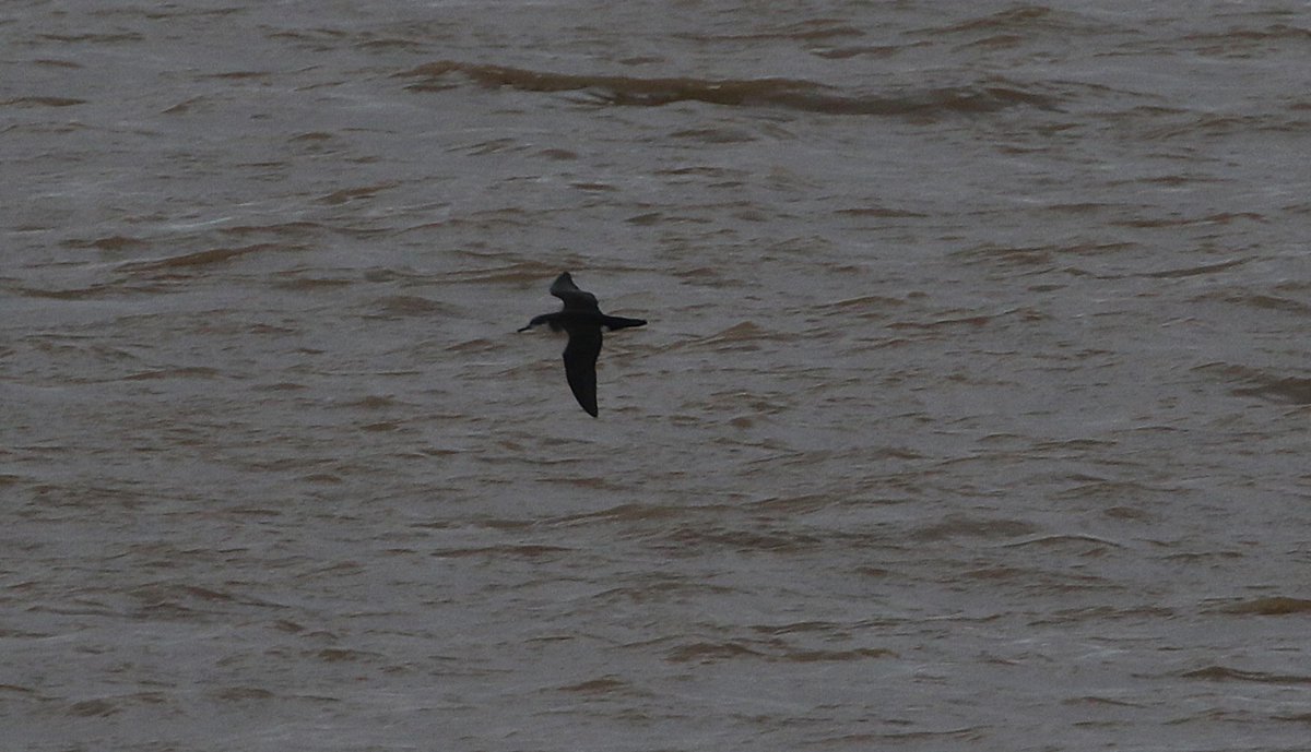 Good patch visit today with patch tick Manx Shearwater. 
111 Teal &amp; 22 Wigeon upriver,
Hobby south, Little Stint &amp; a Sandwich Tern.
Still a few Meadow Pipit pushing south with 5 Siskin and a Redpoll