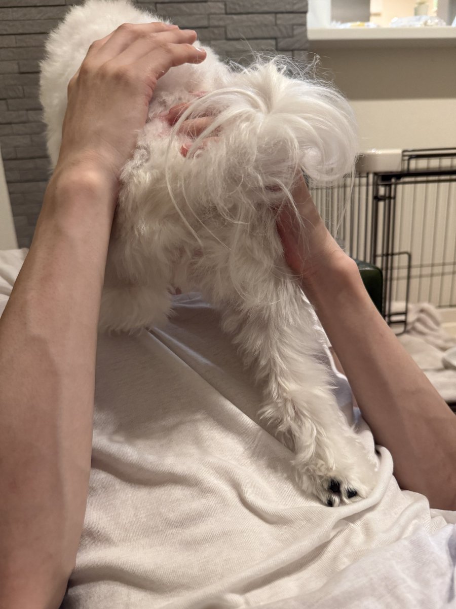 彼氏の顔ﾅﾒﾅﾒに命をかけている美脚の犬