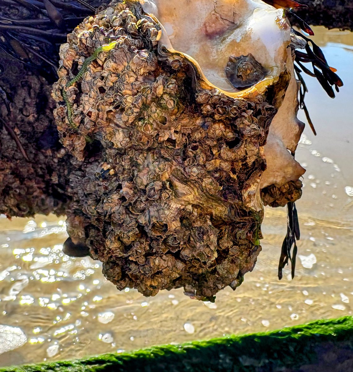Karan 🌈 (@tan321) on Twitter photo <a href="/DailyPicTheme2/">Daily Picture Theme</a> It’s #incredible just how many little creatures can attach themselves to this groyne #DailyPictureTheme <a href="/DailyPicTheme2/">Daily Picture Theme</a> It’s #incredible just how many little creatures can attach themselves to this groyne #DailyPictureTheme