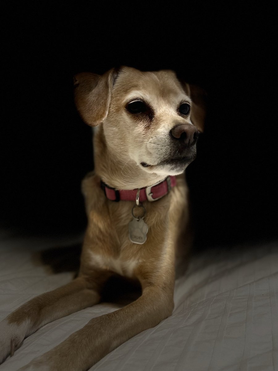 Hoy mi princesa se fue al cielo de los perritos… mi corchea. Mi fiel compañera ❤️✨