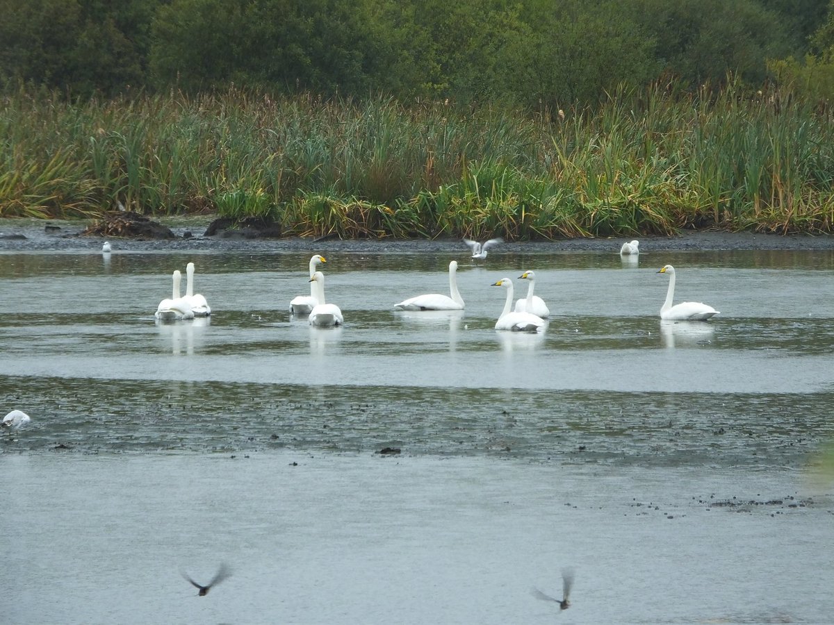 Ciaran Shaman tweet media