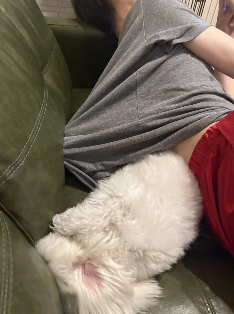 ソファー掘りに夢中になりすぎて彼氏のTシャツにどんどん潜ってく犬