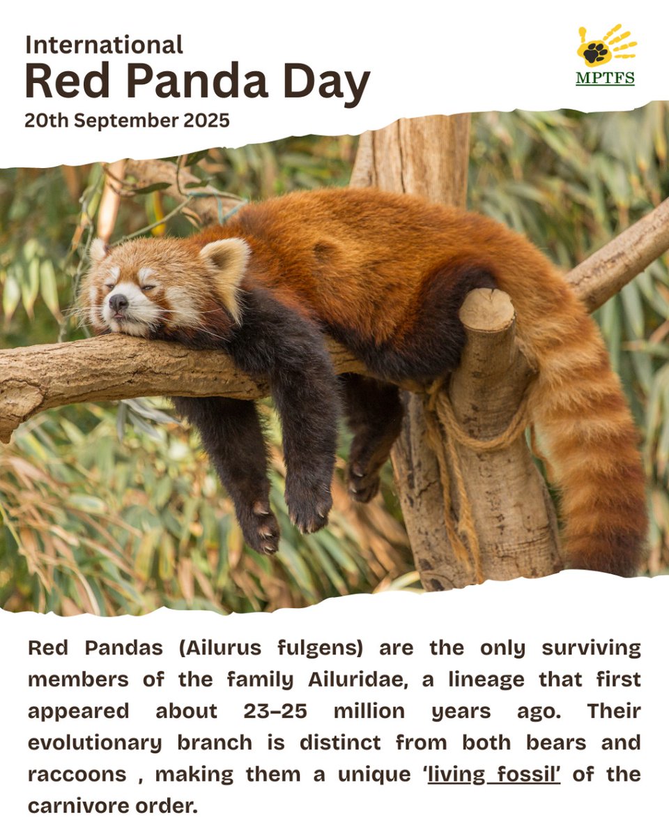 mptfs's tweet photo. Small but mighty, red pandas play a big role in our ecosystem. On #RedPandaDay, let's pledge to protect their fragile homes. https://t.co/dLtitDn7lS