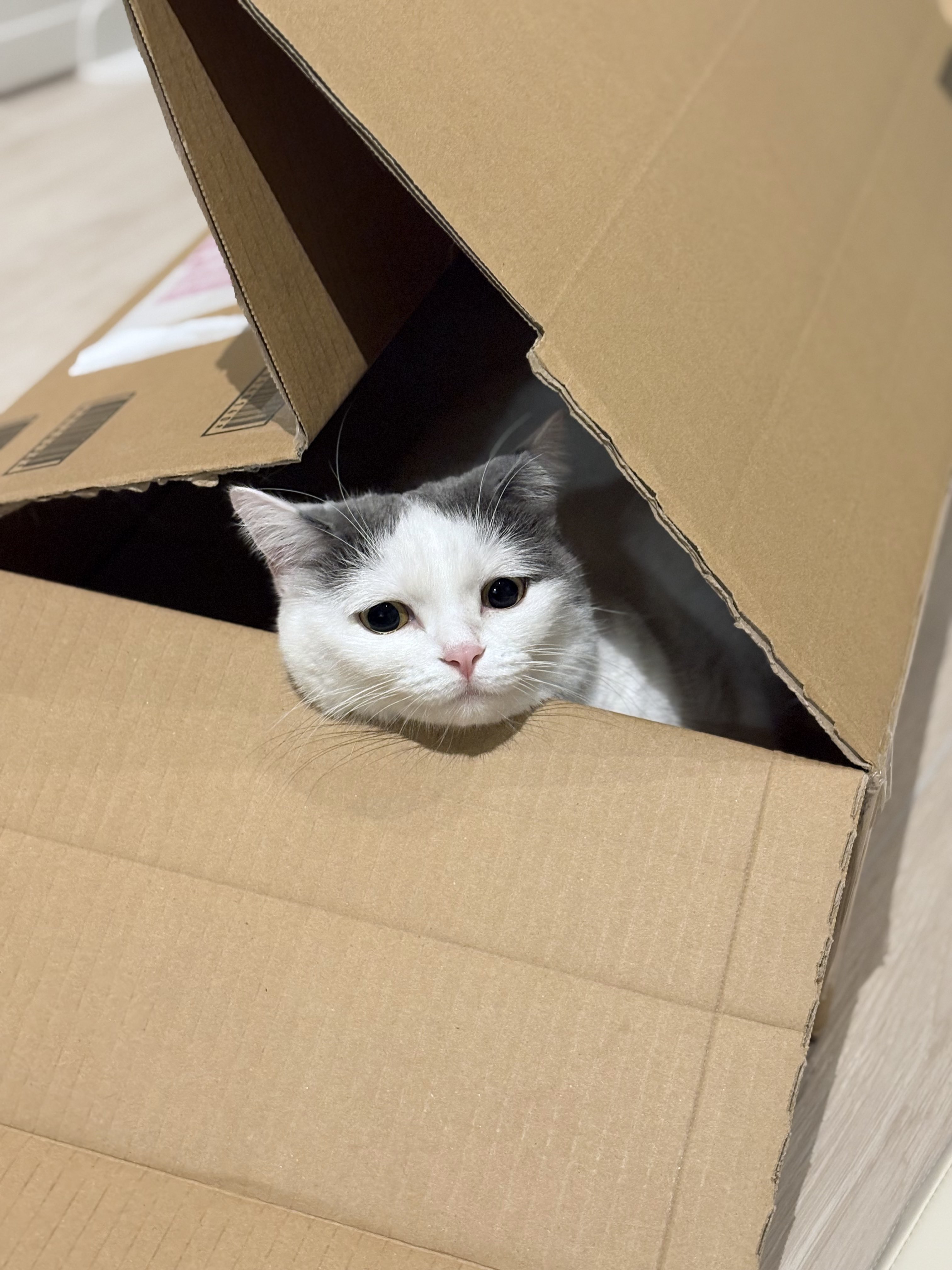 修正作品　プカプカ猫 立ち耳スコのフク🐾 on X: 
