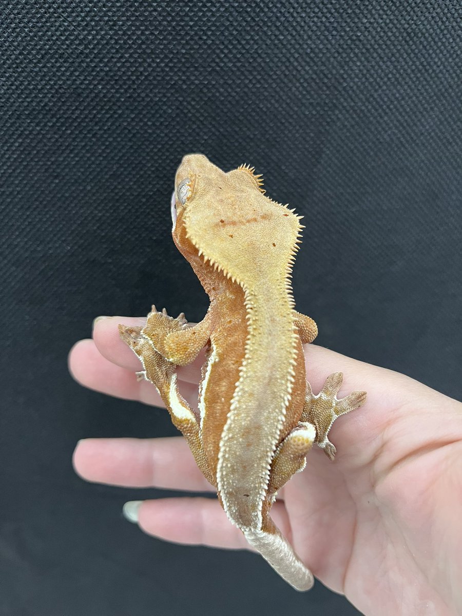ゆきんこ 爬虫類リクエスト品 🦎ゆきねぇ🦎 Happy_Reptiles_Yuki (@ReptilesYuki) / X