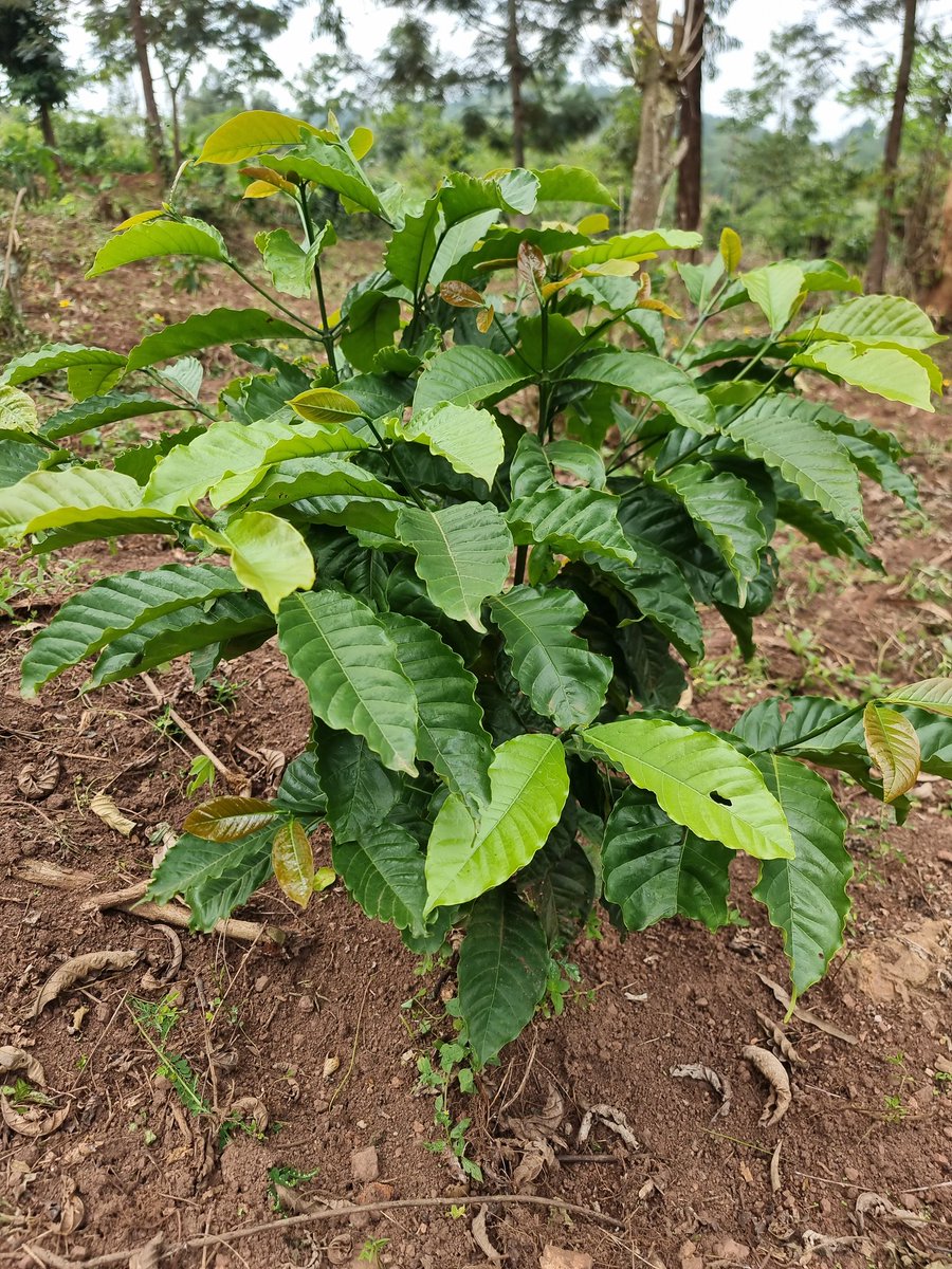 <a href="/AKasingye/">AIGP(Rtd) Asan Kasingye</a> <a href="/TayariSecurity/">TAYARI SECURITY LIMITED</a> Baby steps