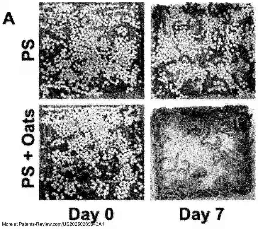 PatentPulse's tweet image. 🐛 Exciting developments in #PlasticDegradation!

The patent application #US20250289043A1 from #UniversityOfDelaware outlines a method using darkling beetle larvae, microbes, and enzymes to enhance plastic breakdown.

Key aspects:
- Larvae treated with dietary supplements like
