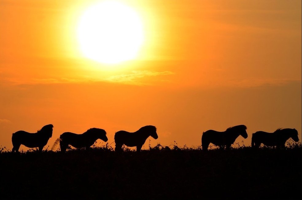 Carl Bovis tweet media