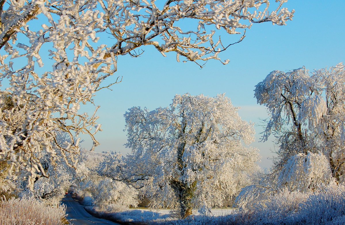 Carl Bovis tweet media