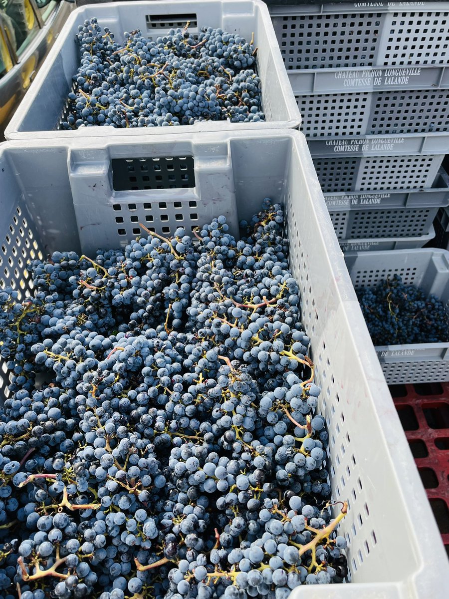 PichonComtesse's tweet image. Pichon Comtesse 2025 - Day 13 - And here we are , picking « Les Ardileys » our dearest CabSauv under the sun - This plot is the core of our wine for decades - Power &amp;amp; delicacy , density &amp;amp; refinement
#PichonComtesse #TheBestIsYetToCome