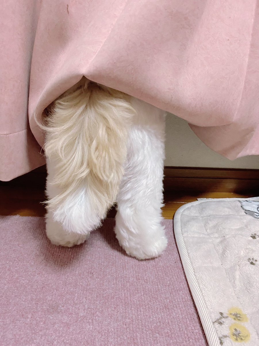 なんかおるな