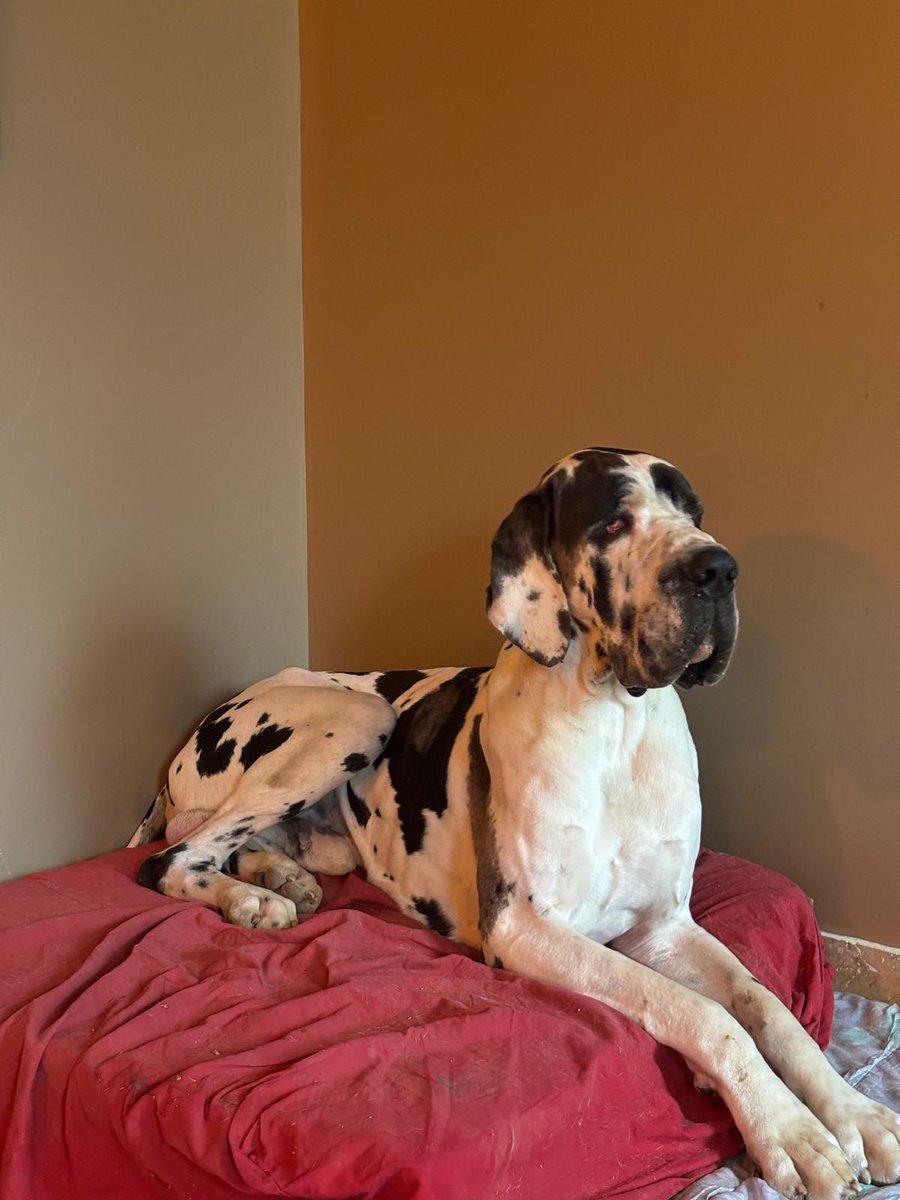 Perdre joie, gentillesse incarnées
Brutalement sans prévenir
Est toujours une souffrance
Tu allais avoir 4 ans
L'injustice frappe fort après ton combat pour survivre il y a quelques mois suite à ton accident

Tu nous manques tellement
La meute te cherche
Repose en paix Otto 🖤🤍