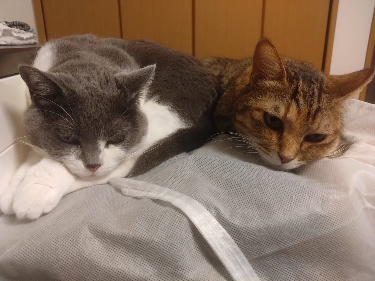 nin_dbms's tweet image. 普段一緒に寝らんのにこんなイレギュラーの時だけ仲良しで草