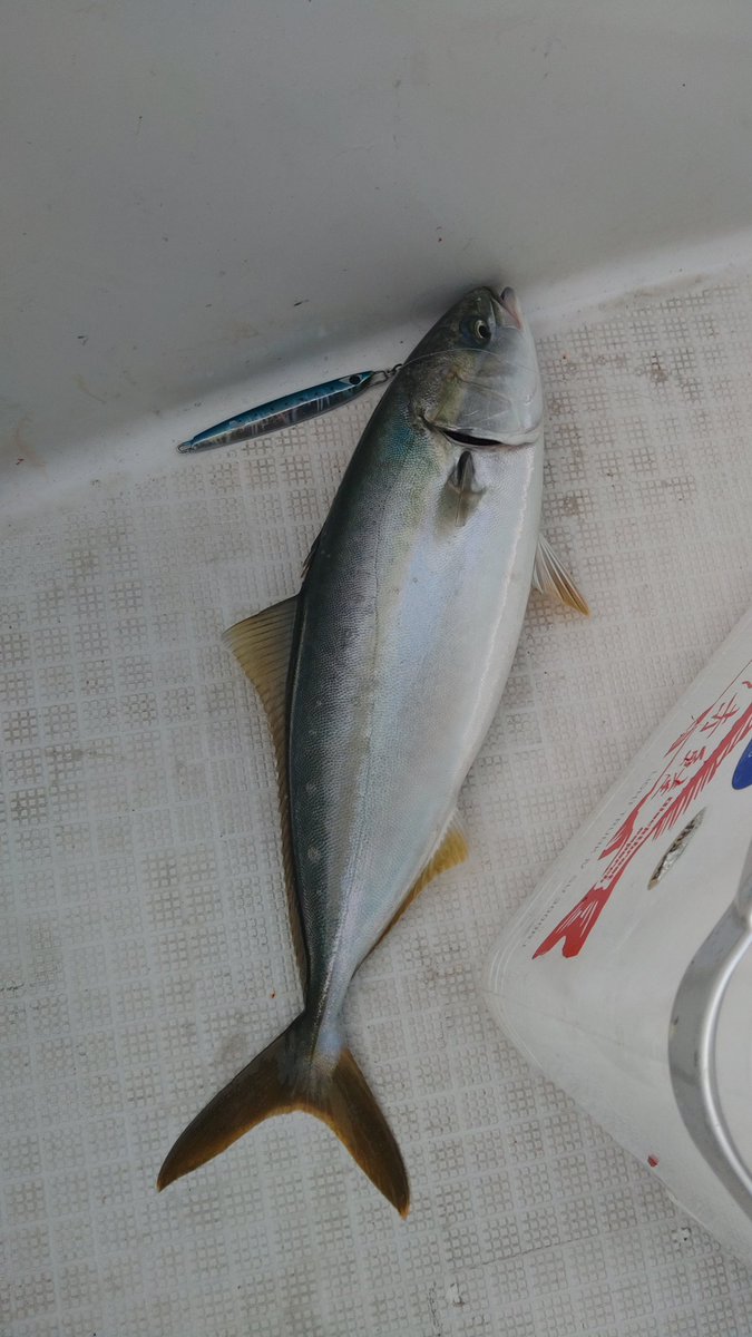 タチウオ125センチくらい
サワラ探したけど無限イナダだった
