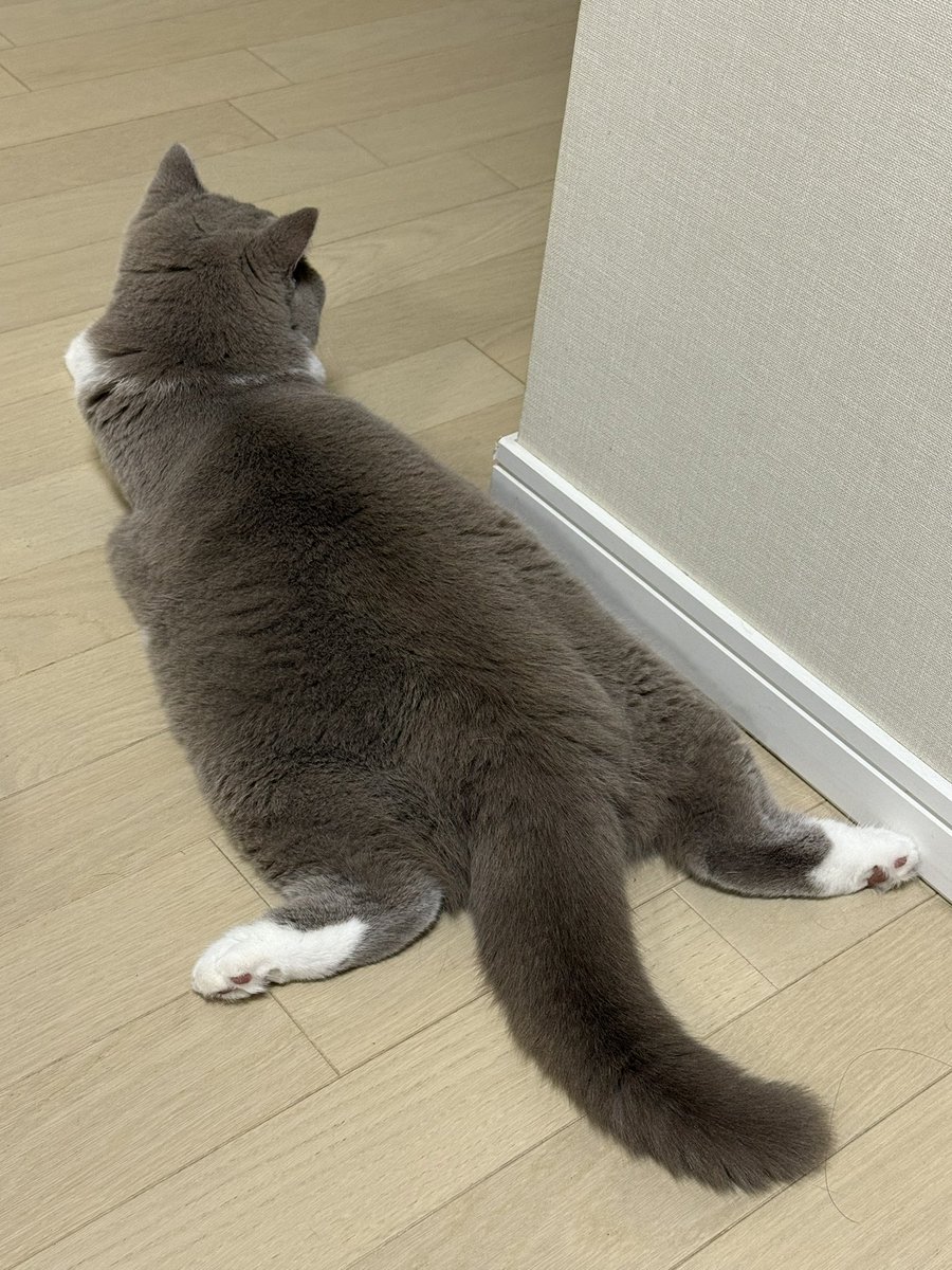 エビちゃんのあんよいつ見てもかわゆい🥰
#ブリティッシュショートヘア 
#猫のいる暮らし