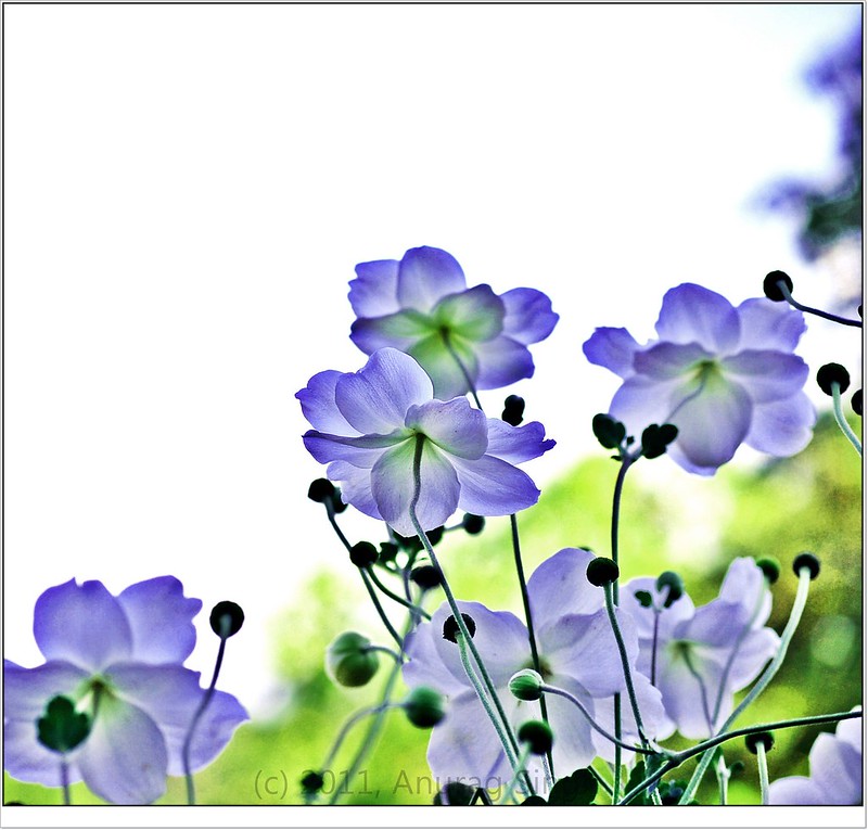 Photo Challenge: It's like a painting
#photographer 
#photographylovers
