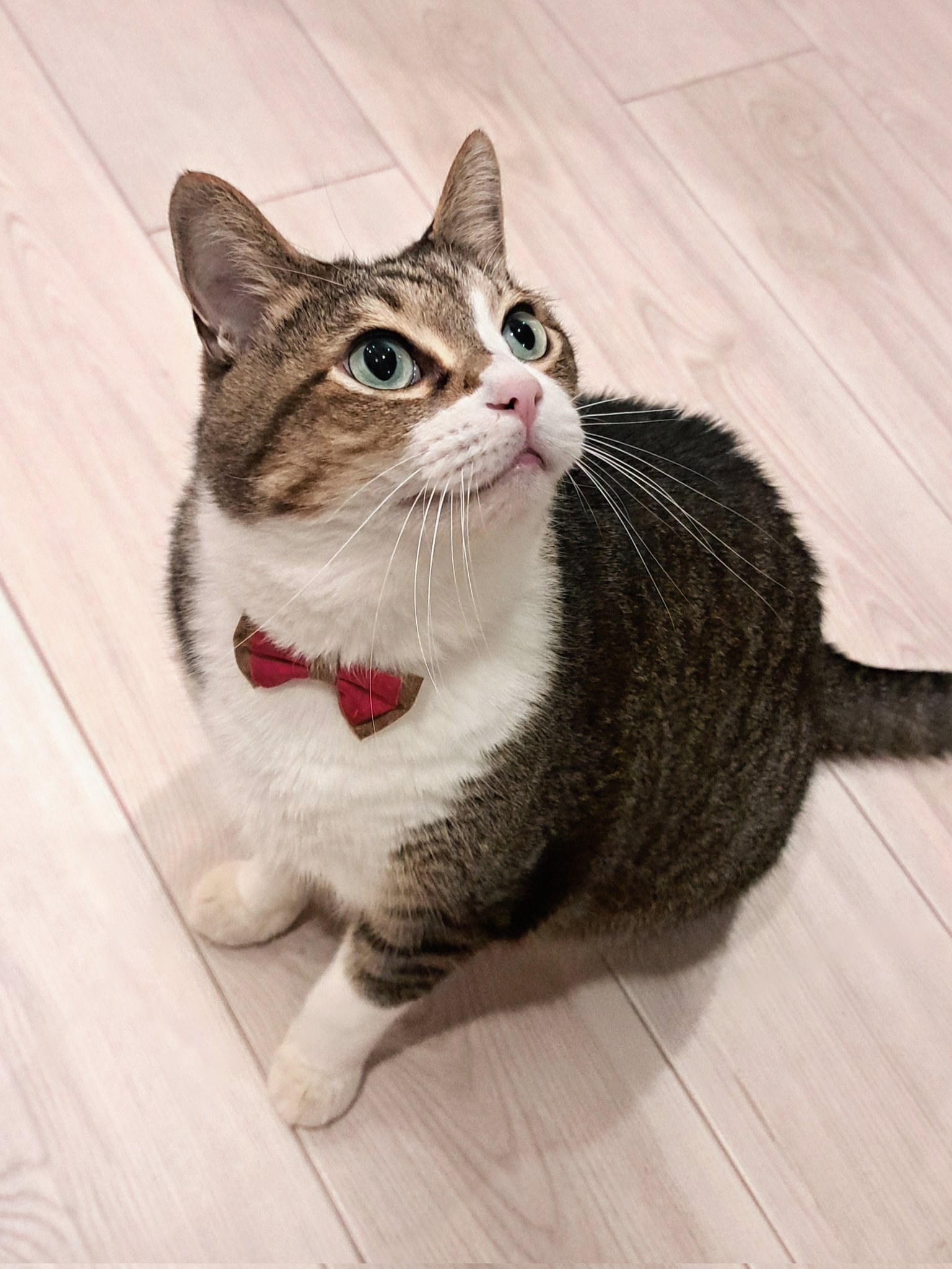 失敗される猫 hqdefault.jpg