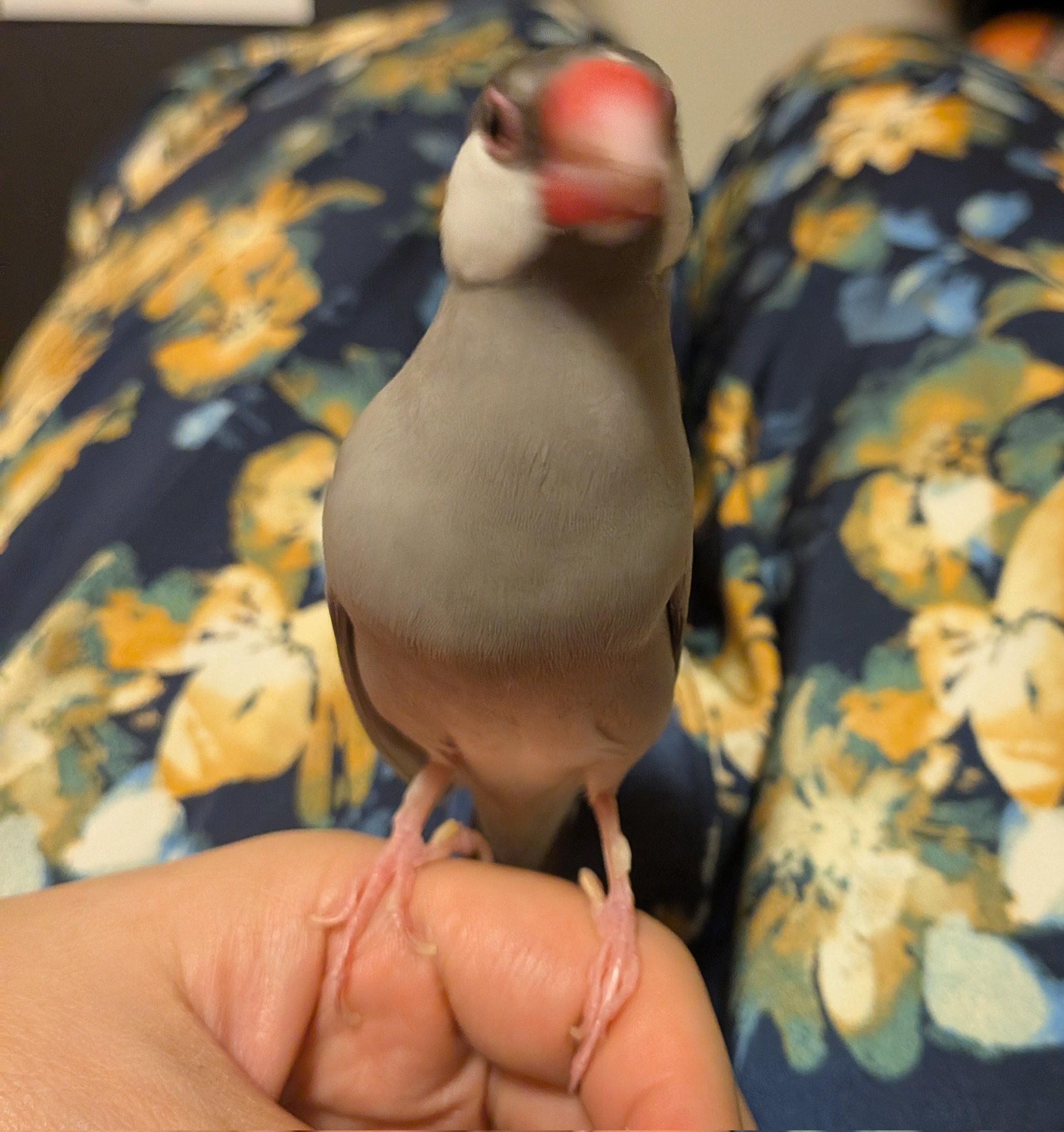 文鳥ズ (@satoshi750) / X