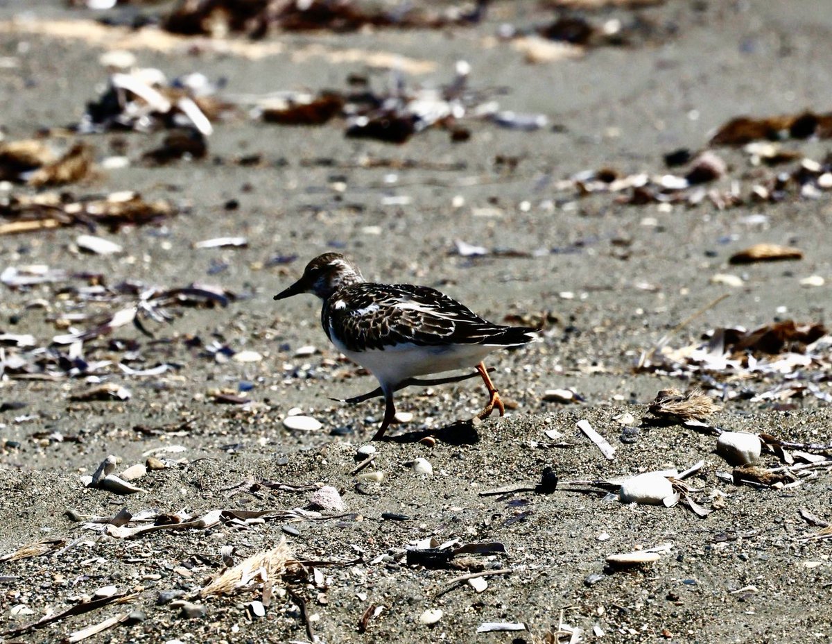 bromerzz tweet media