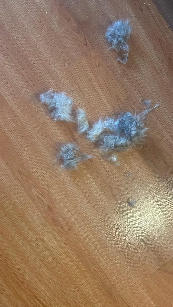 Кася вычесана. Я осталась с целыми руками! Удивительно).