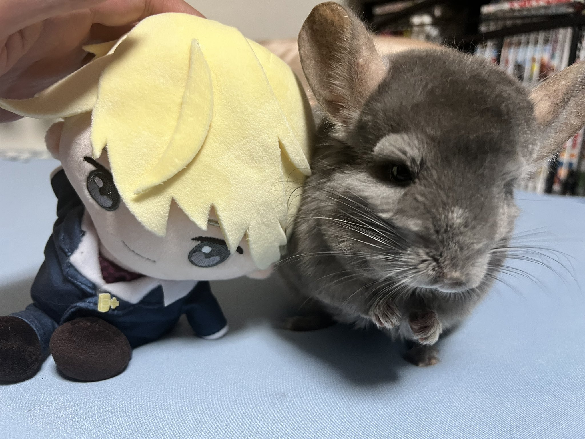 八神蓮Official on X: 