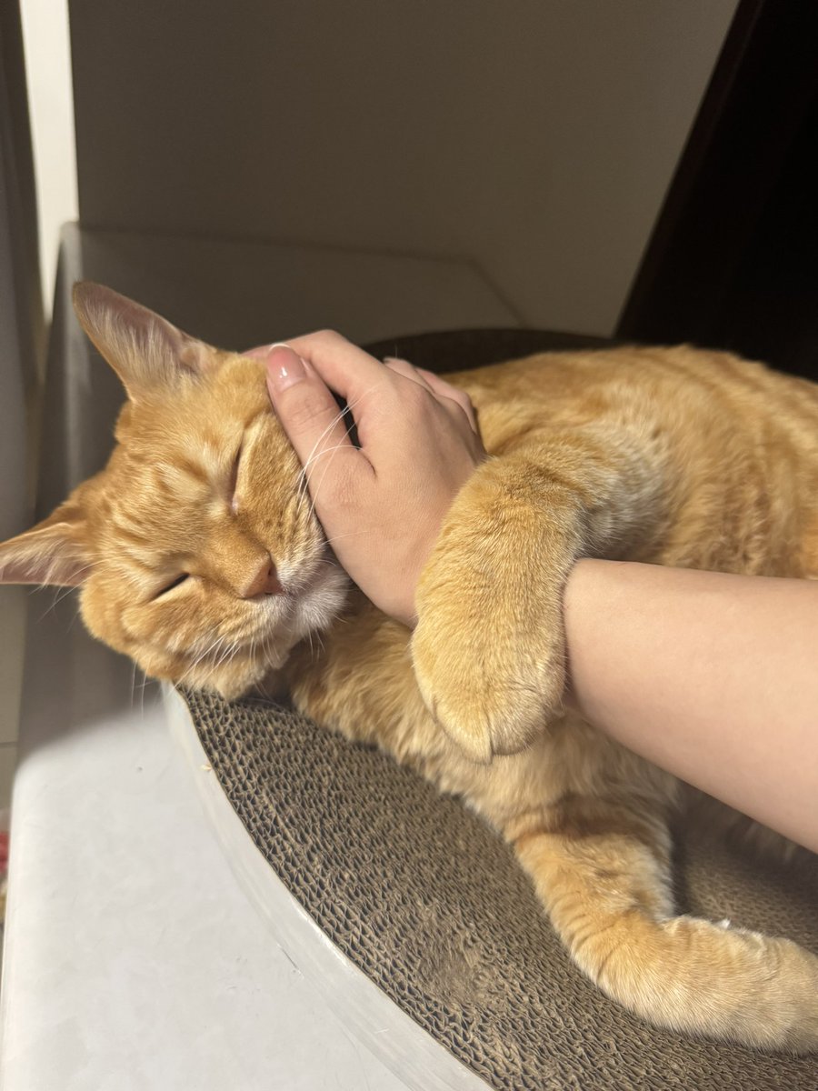 とらまるくん🐈 (@toramaru_1120) / X