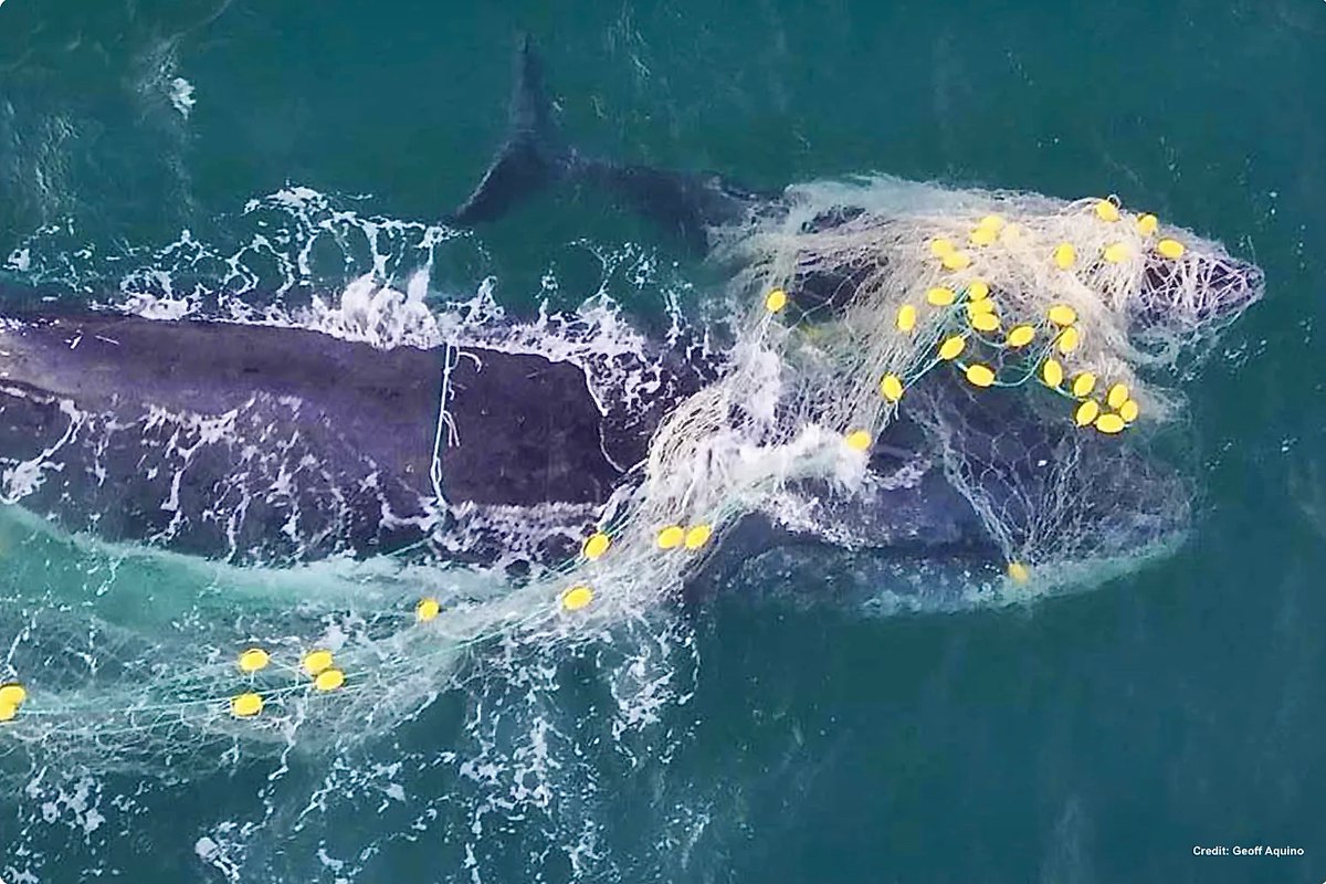 #Sharknets

You've probably seen the heartbreaking video of this humpback whale struggling to save her calf as it gasps for breath.

They were trapped for many hours, unable to feed or rest.

Here's a thread—there are things to say about some shocking plans ahead.

(1 of 8)