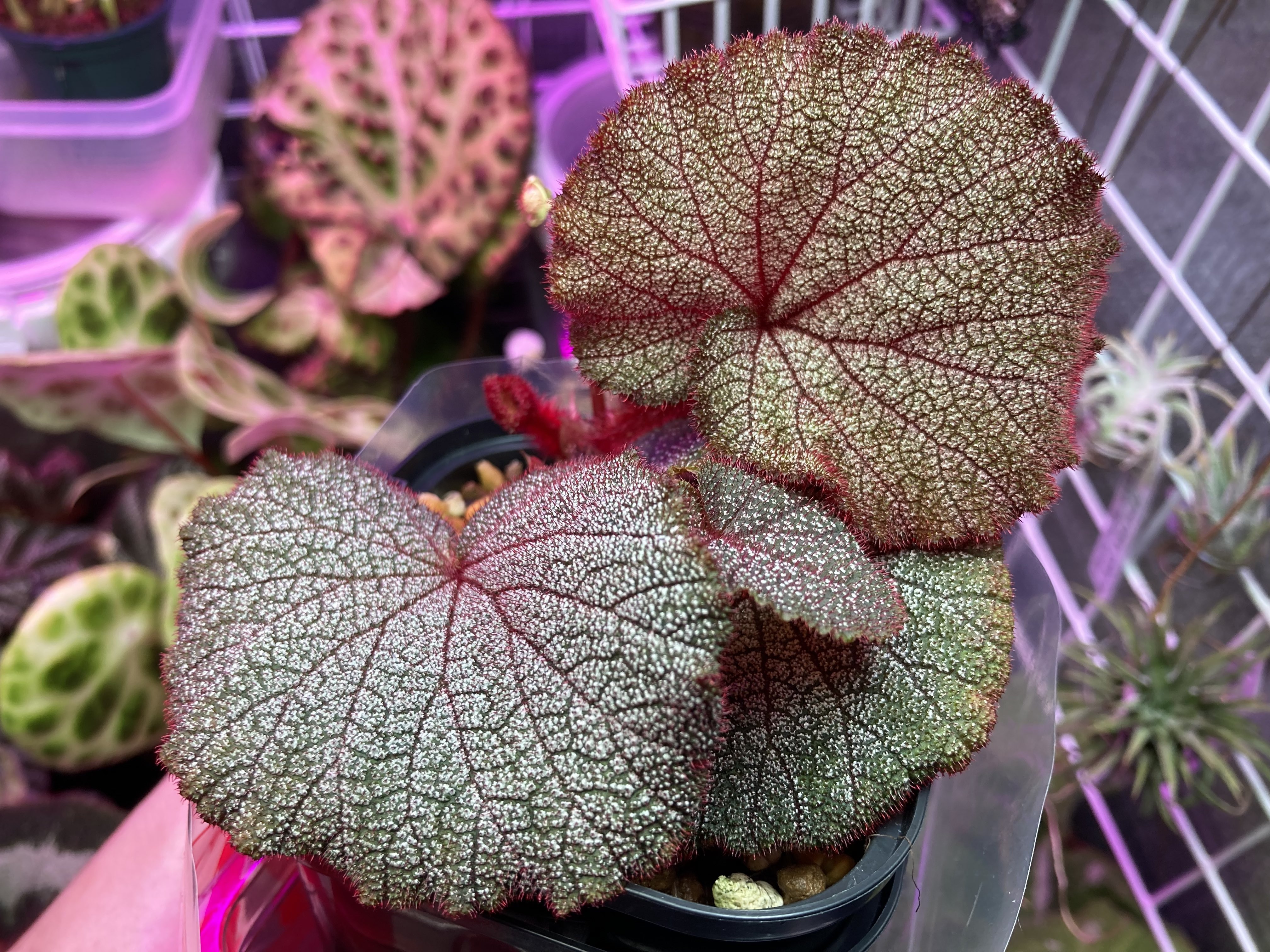 専用❣️Begonia Begonia Pink Minx for Sale - HappyForestStore