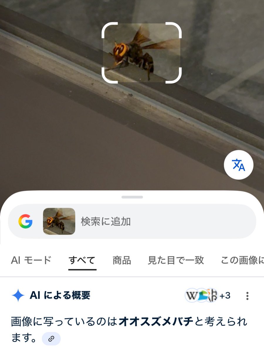 kaila_select's tweet photo. いまGoogleカメラで調べたら。
デッカイ蜂🐝の正体は、、
「オオスズメバチ」って‼️‼️
世界最大級の蜂って書いてあるーﾂﾗｲ

検索画面で画像がいっぱい出てきて
思わず携帯投げてしもた、、

もう無理。
巣とか作らんとってやー

#��オスズメバチ #世界最大級の蜂
#どっかいってほしい https://t.co/nYXAWeES9Z