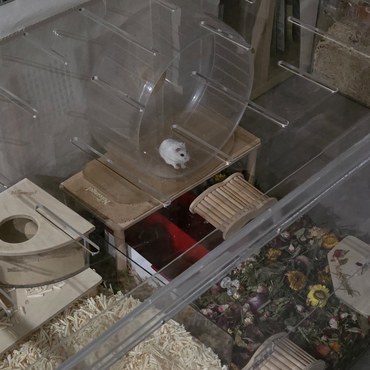 Herman_Byose's tweet image. 어뜨케 이렇게 우뚝 발목 있는 햄스터