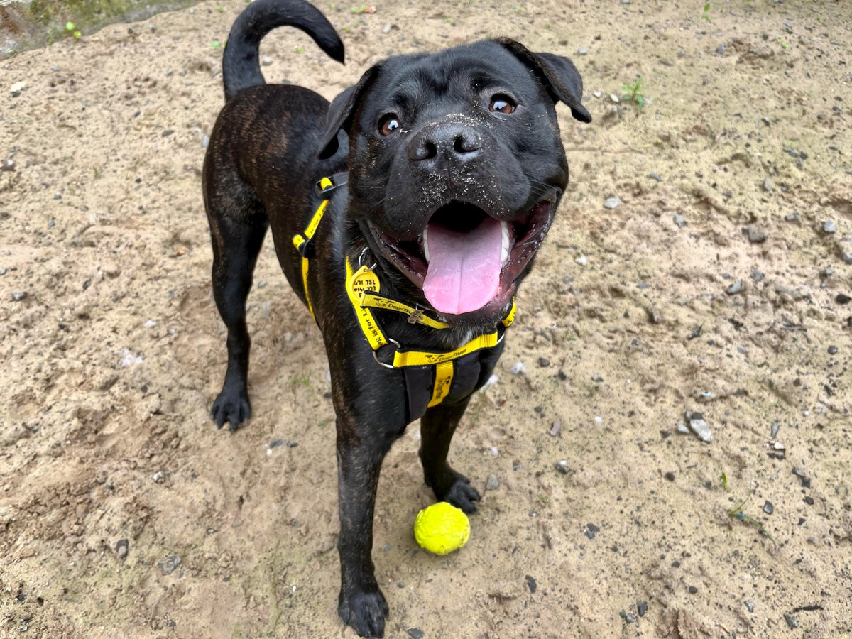 Max is a young and spritely Staffie x Labrador who has lots of energy and love to offer! 😍💛