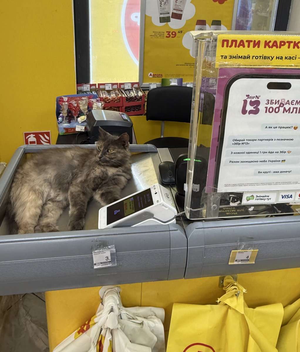 Sains_u's tweet image. Новий касир. Оплата — тільки кормом😸

@avrora_official 🫶