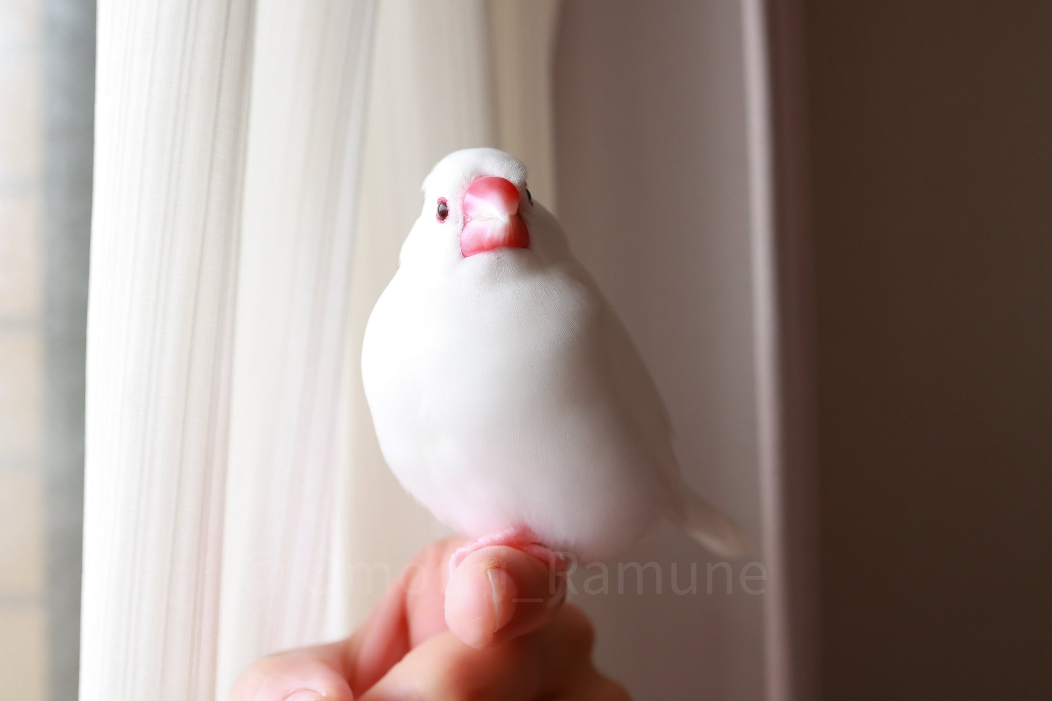 ❣️きらきらちぃ様♡お纏めでございます❣️ JOJO TWT ジョジョ囀り Discussion Community - 28.4K Members | X