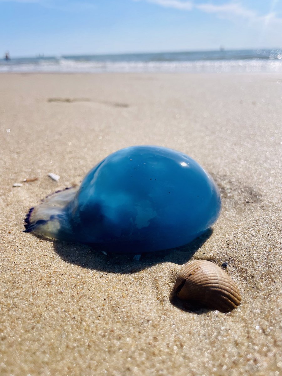 Ooit zo’n blauwe kwal gezien? Deze is gewoon kobalt. 💙