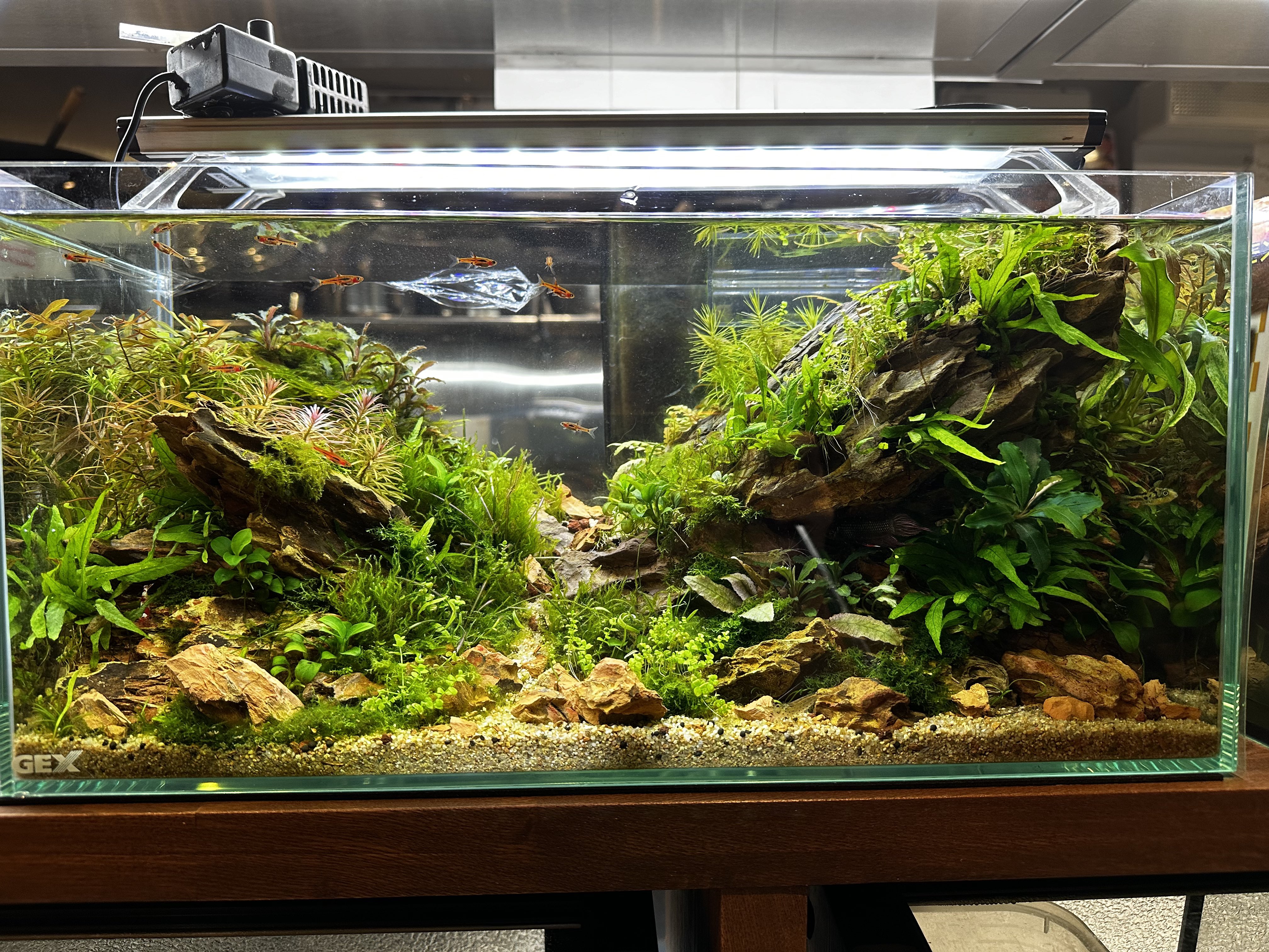 ポンさん専用 オーダーイモリウム水槽 上野知明 on X: 