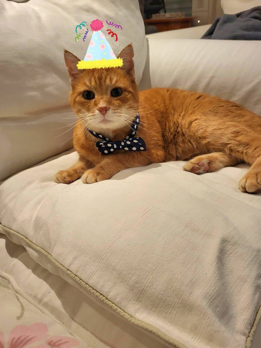 _Estelle_Stella's tweet image. Joyeux anniversaire à mes deux enfants Tigrou et Bidule ! Ils ont 15 ans aujourd&apos;hui ❤️🥰🥳

Ils sont frères et sœurs 🥰