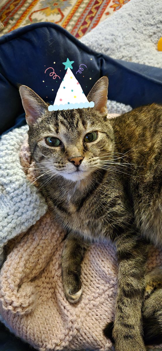 _Estelle_Stella's tweet image. Joyeux anniversaire à mes deux enfants Tigrou et Bidule ! Ils ont 15 ans aujourd&apos;hui ❤️🥰🥳

Ils sont frères et sœurs 🥰