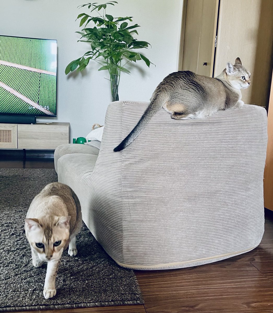 UFI_cat's tweet photo. 猫たち https://t.co/g8DYsm0bdg