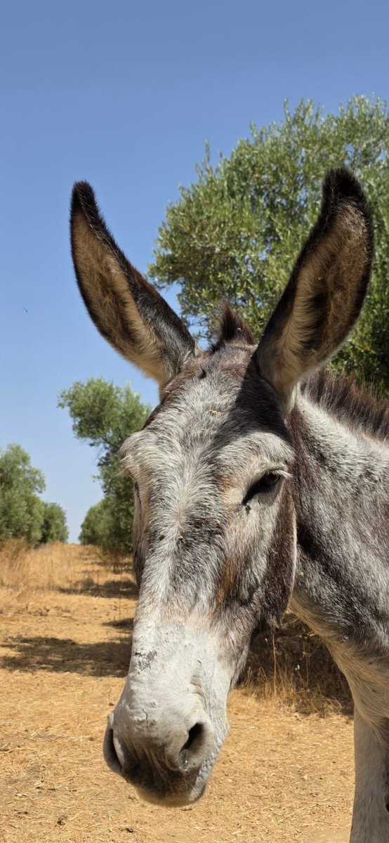 🟢YA PUEDES APADRINAR A   "OREJITAS".
Después de muchos años , OREJITAS  ha vuelto con nosotros.
💚 Si deseas ayudarnos en su mantenimiento y cuidados veterinarios puedes apadrinarla.
Es muy fácil.  Te dejamos el enlace.
asociacionelburritofeliz.com/apadrina/
🔵Ayúdanos a seguir adelante.
