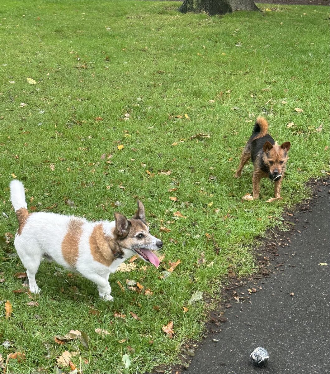 Soggy walk in the park with me Uncle Barney this morning. Took me revenge on Herself by woogling meself dry on the sofa 🤣