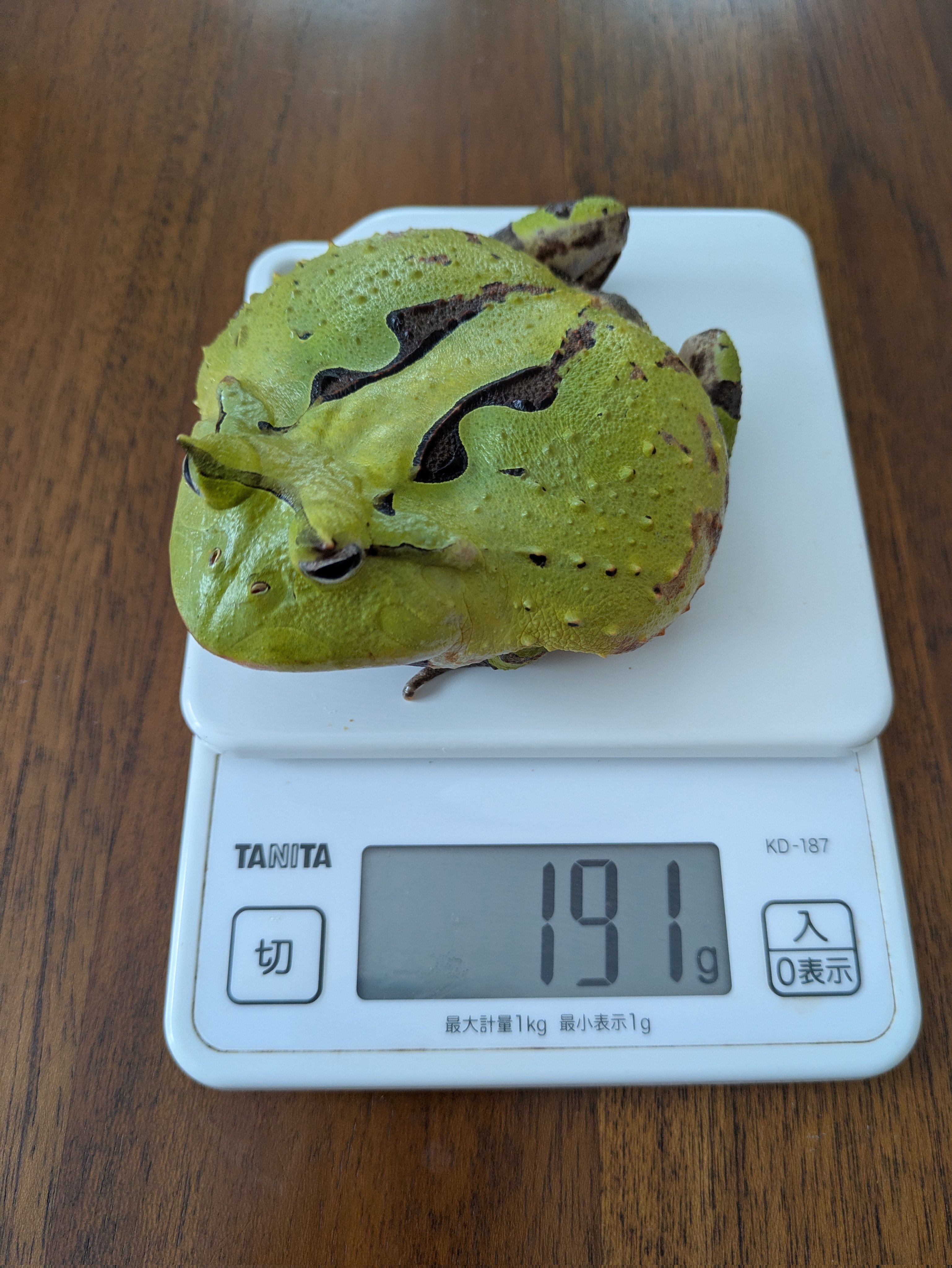 カエルと羊 Amazon | 猫79キジトラ カエル 羊毛フェルト ネコ 梅雨 でぶねこ