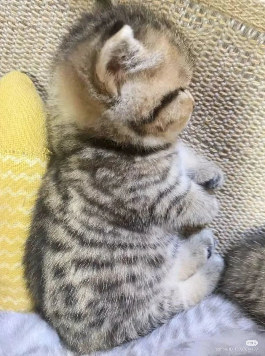 nocontextscats's tweet image. Baby