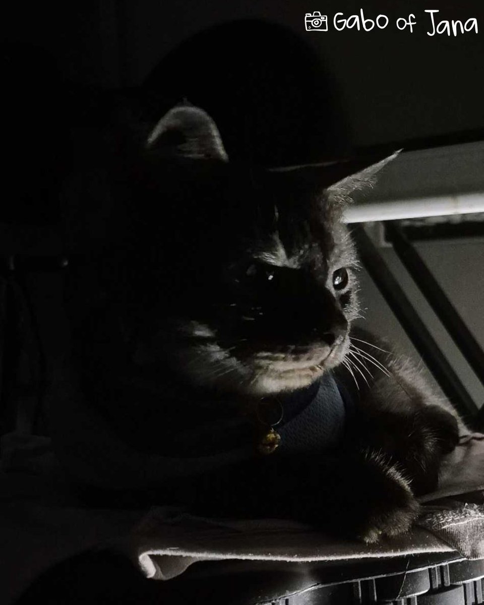 Funny cat Genshin Impact | HoYoLAB, image size:960x1200